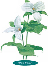 trillium